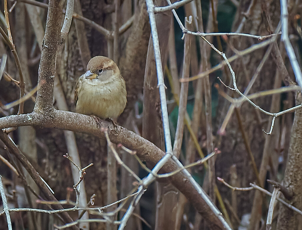 Sparrow in the Branches by gardencat