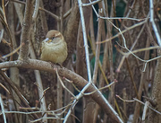 9th Jan 2023 - Sparrow in the Branches