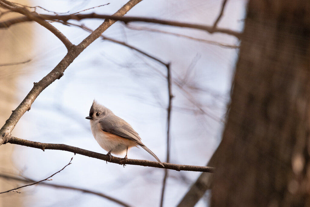 Tufted Titmouse by mistyhammond