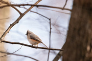 9th Jan 2023 - Tufted Titmouse