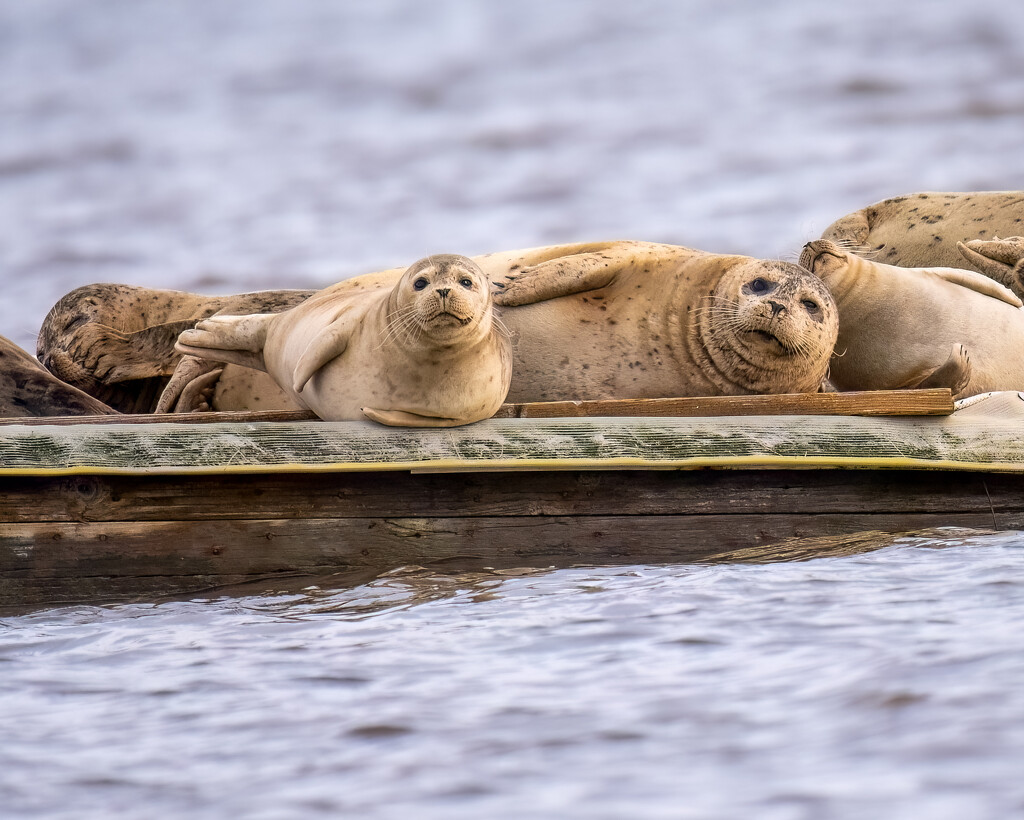 Harbor Seals Young and Old by nicoleweg