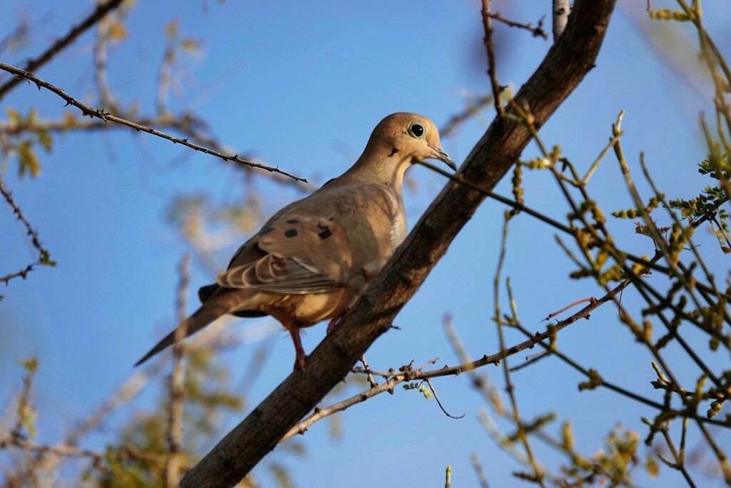 Mourning dove by sandlily