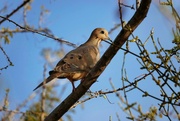 9th Jan 2023 - Mourning dove