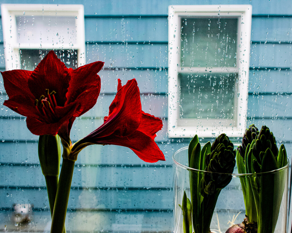 Flowers on the window sill by cristinaledesma33