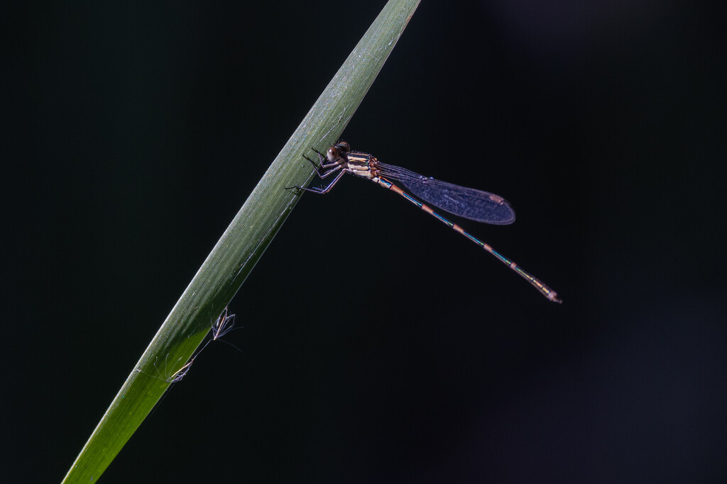 Dragonfly beauty by flyrobin