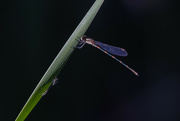 9th Jan 2023 - Dragonfly beauty