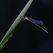 Dragonfly beauty