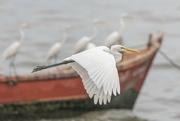 10th Jan 2023 - Egrets at Naklua