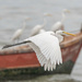 Egrets at Naklua by lumpiniman