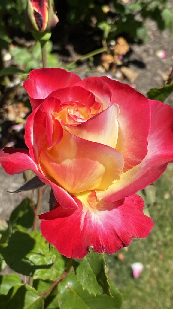 Vivid Rose. by antlamb