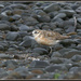 Dotterel by dide