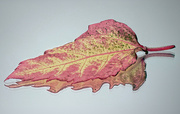 10th Jan 2023 - Hibiscus leaf