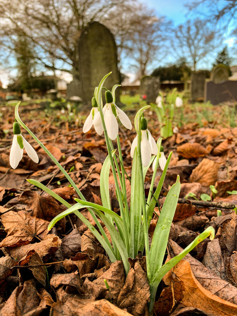 Snow Drops in the cemetery by 365nick
