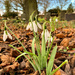 Snow Drops in the cemetery by 365nick