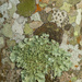 Lichen by bugsy365