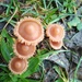 Fancy Fungi by 365projectorgjoworboys