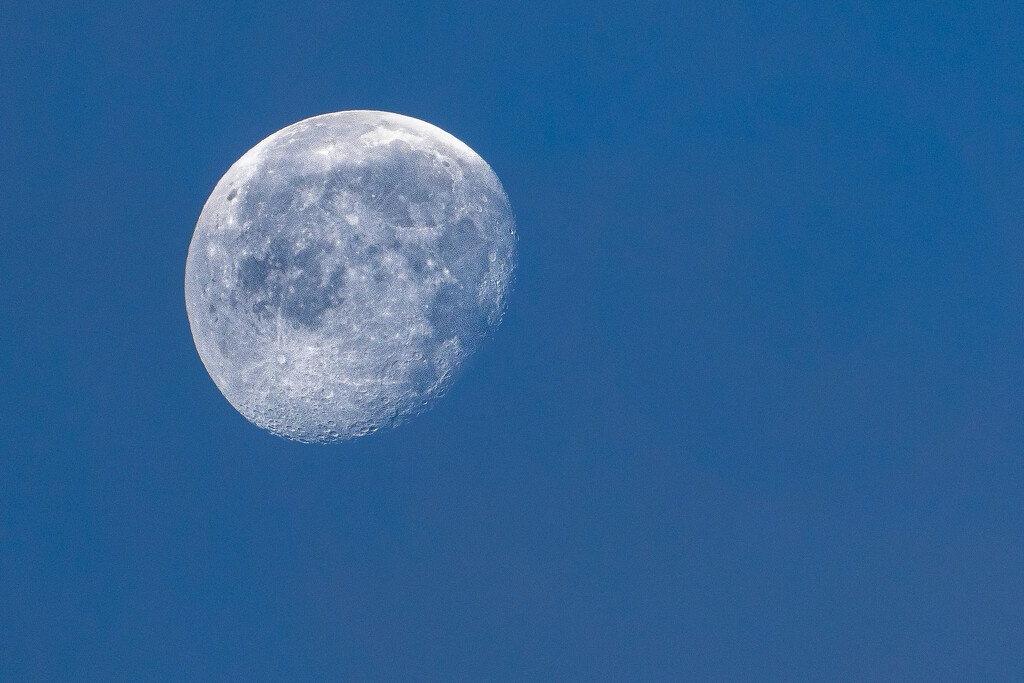 Morning Moon by jf