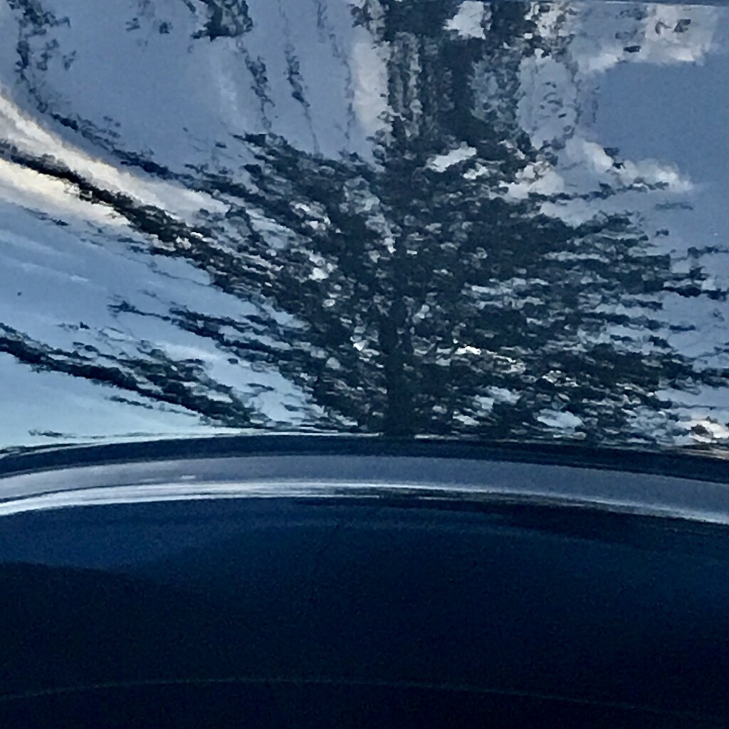 Trees on the car hood by joemuli