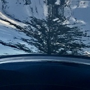 10th Jan 2023 - Trees on the car hood