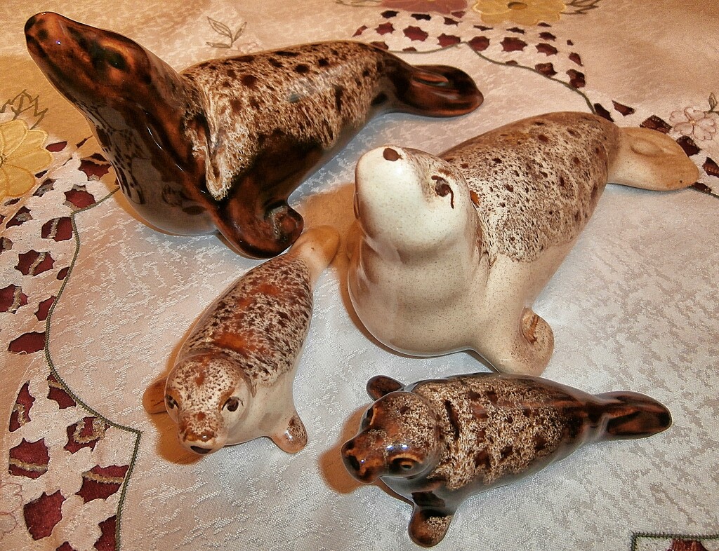 Cornish Seal family......... by cutekitty