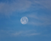 8th Jan 2023 - morning moon