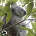come on give us a good look by koalagardens