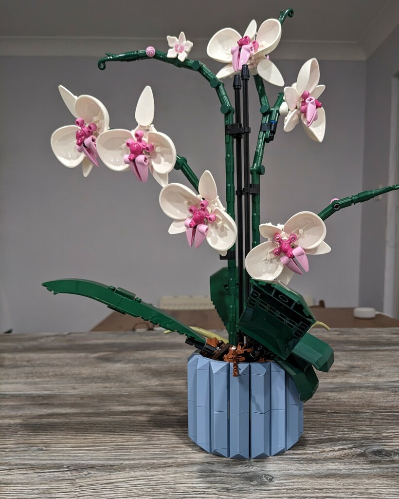 Orchid...with a difference  by fiz