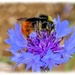 Bee,Bokeh And Cornflower (filler) by carolmw