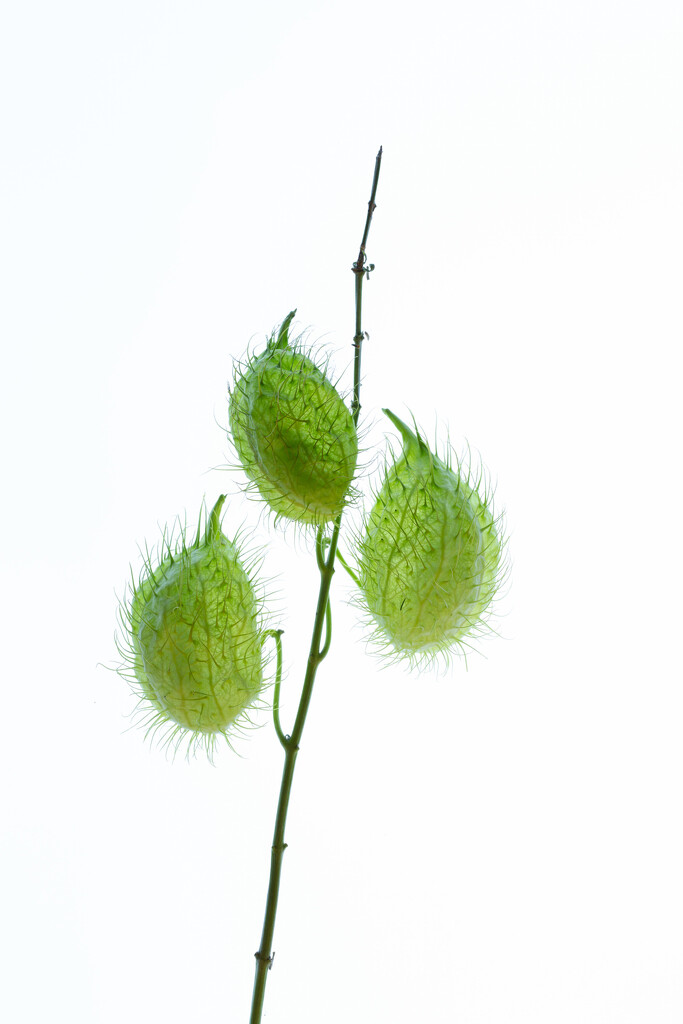 Swan plant milkweed seeds! by bugsy365