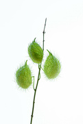 11th Jan 2023 - Swan plant milkweed seeds!