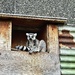 Demure Lemur  by rensala