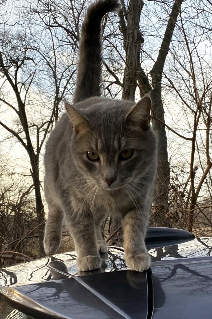Curious cat on my car by tunia