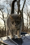 10th Jan 2023 - Curious cat on my car