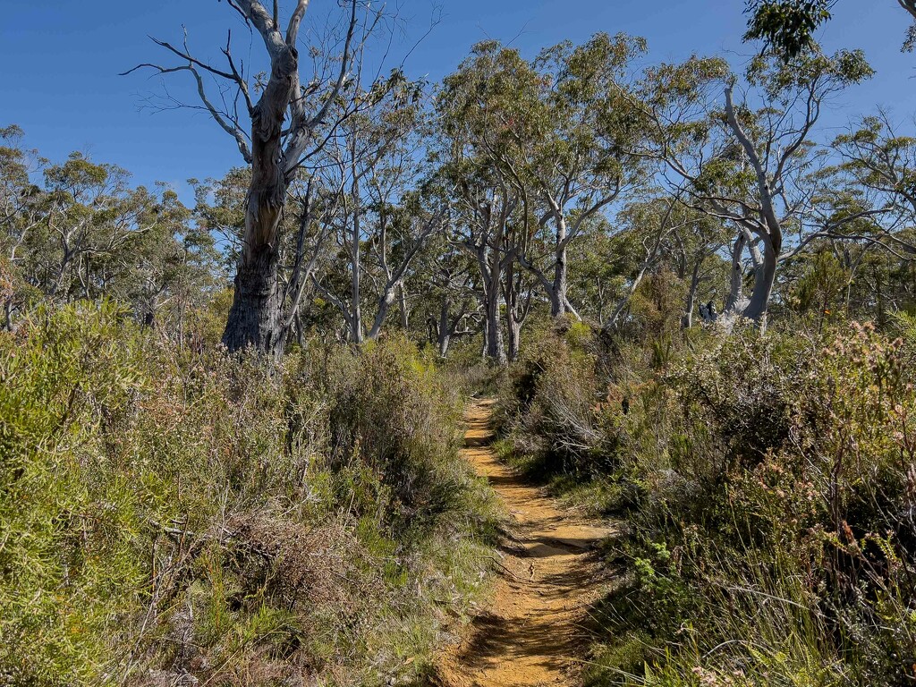 A trail via the bush by gosia