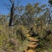 A trail via the bush by gosia