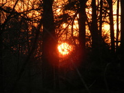 10th Jan 2023 - Sunset Through Trees 