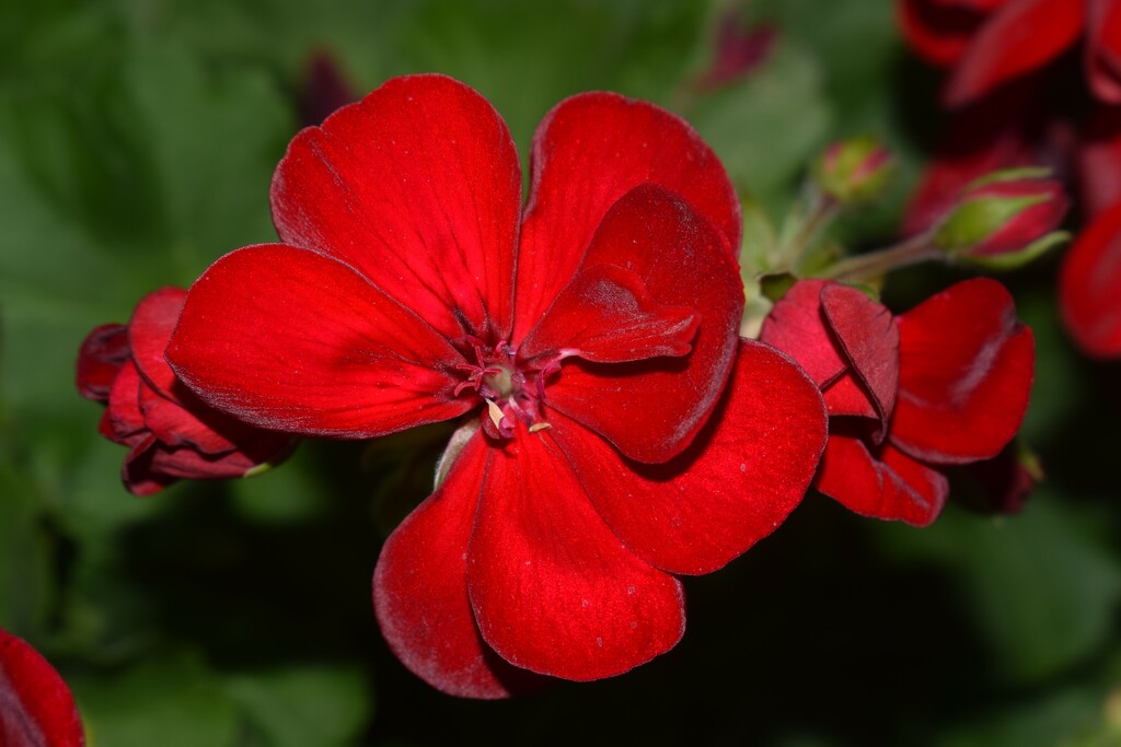 Red Geranium by sandlily