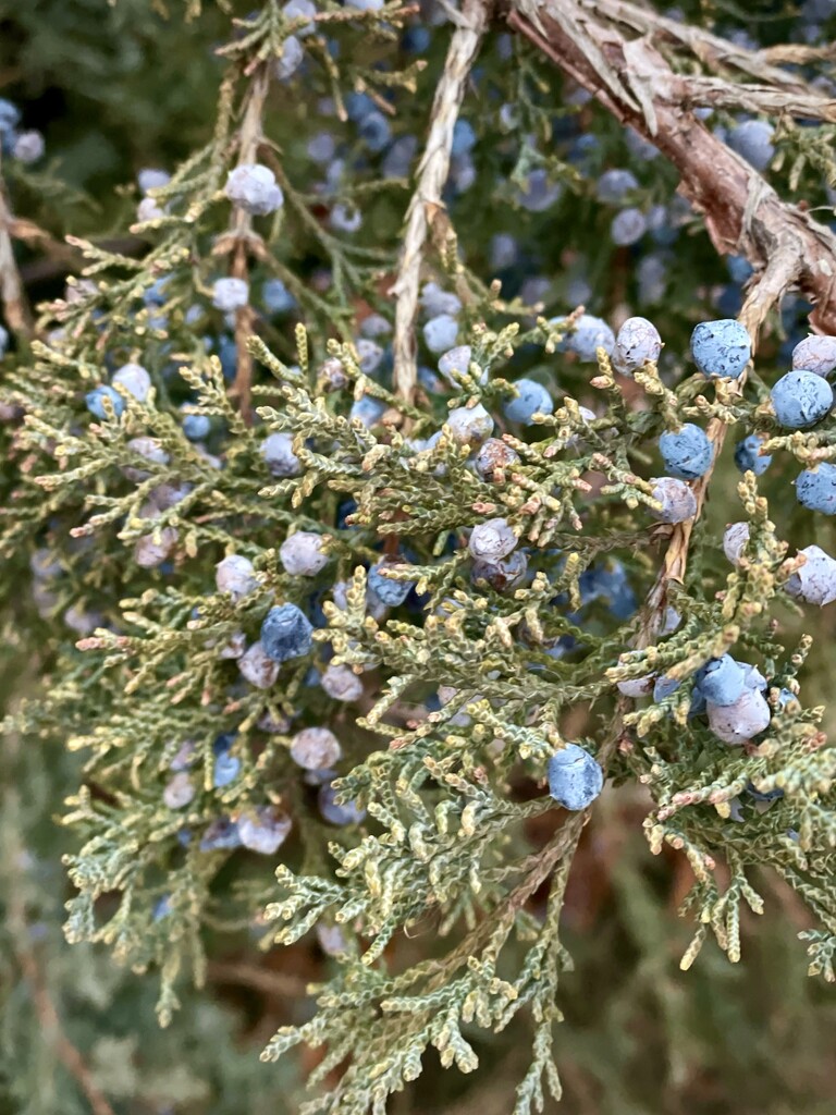 Colorful juniper berries  by eahopp