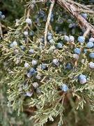 10th Jan 2023 - Colorful juniper berries 