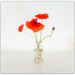Tiny Poppies  by julzmaioro