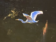 11th Jan 2023 - The grace of egrets