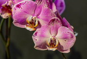 11th Jan 2023 - Orchid