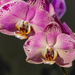 Orchid by briaan