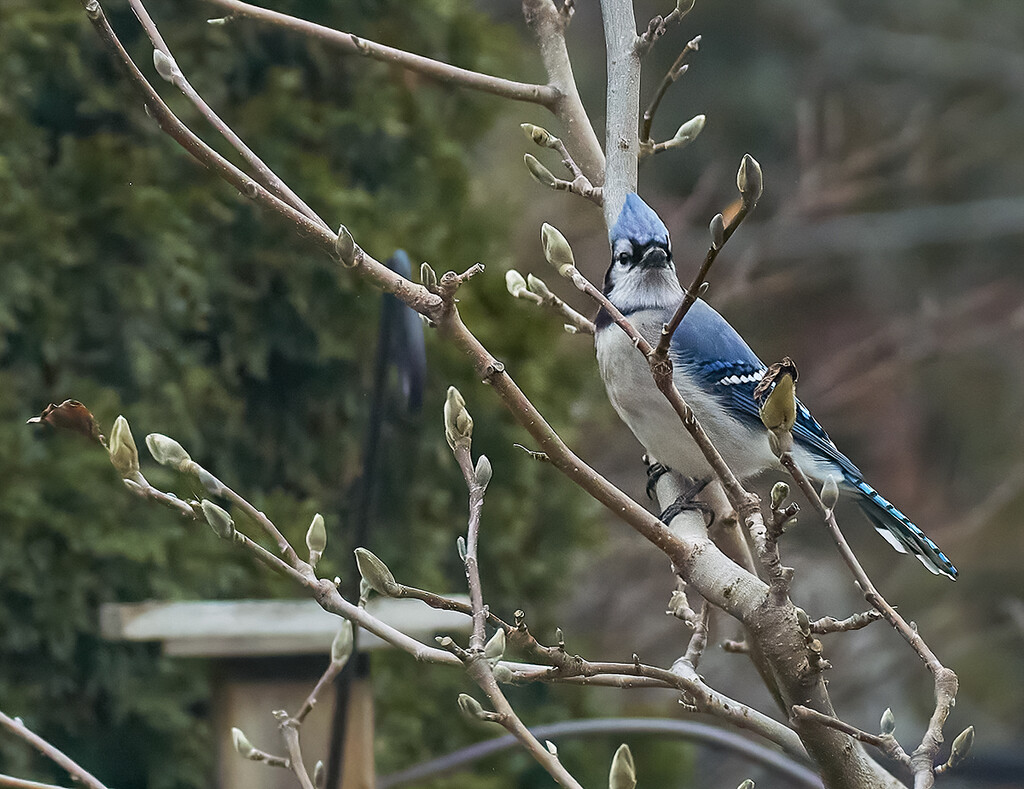 Bluejay and Magnolia Buds by gardencat