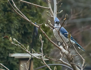 10th Jan 2023 - Bluejay and Magnolia Buds