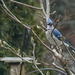 Bluejay and Magnolia Buds by gardencat