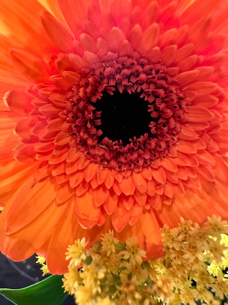 Flower in a bouquet by shutterbug49