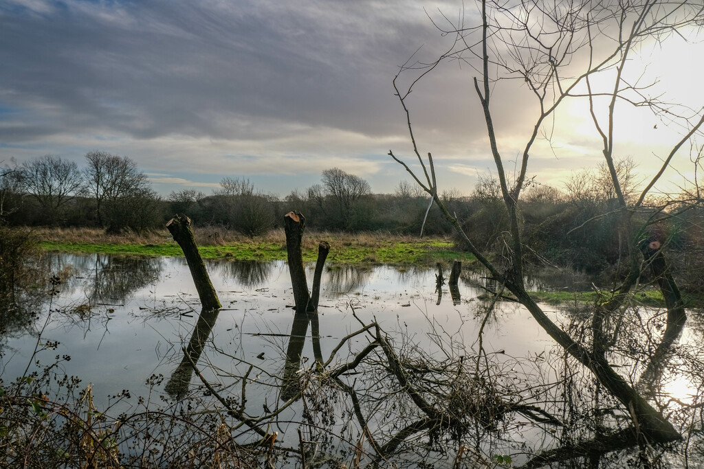 Attenborough Nature Reserve by 365nick