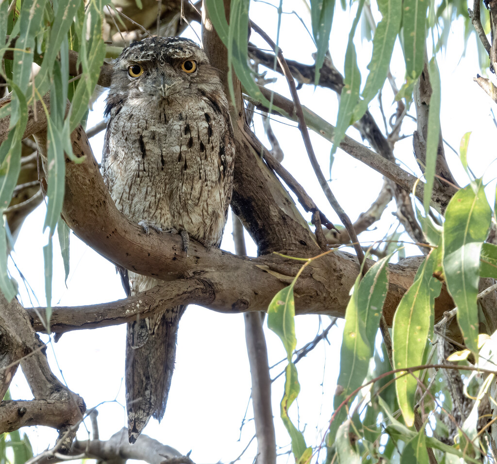 Tawny Frogmouth by koalagardens