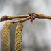 A winter inflorescence alder by haskar